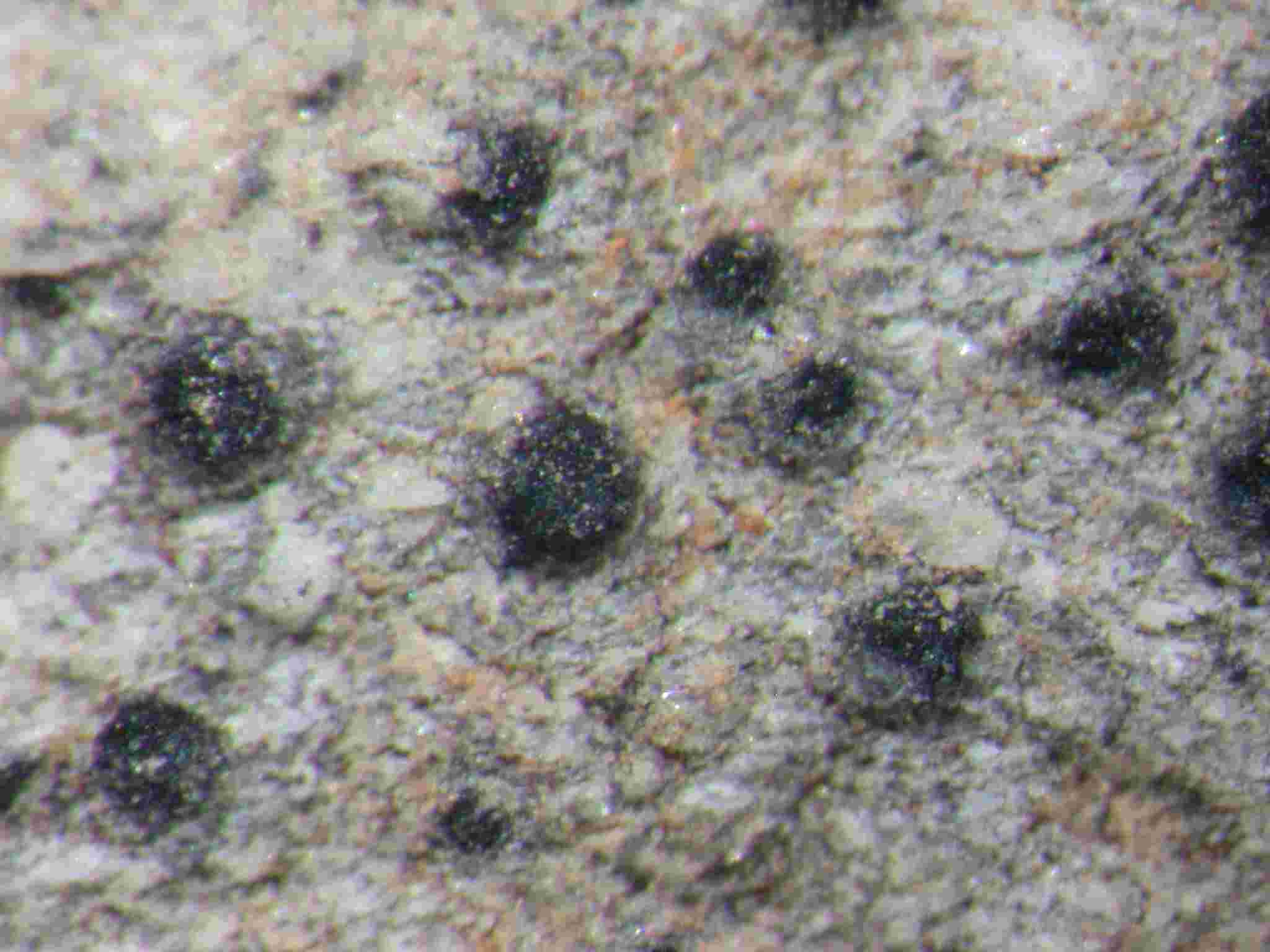 [Verrucaria muralis]